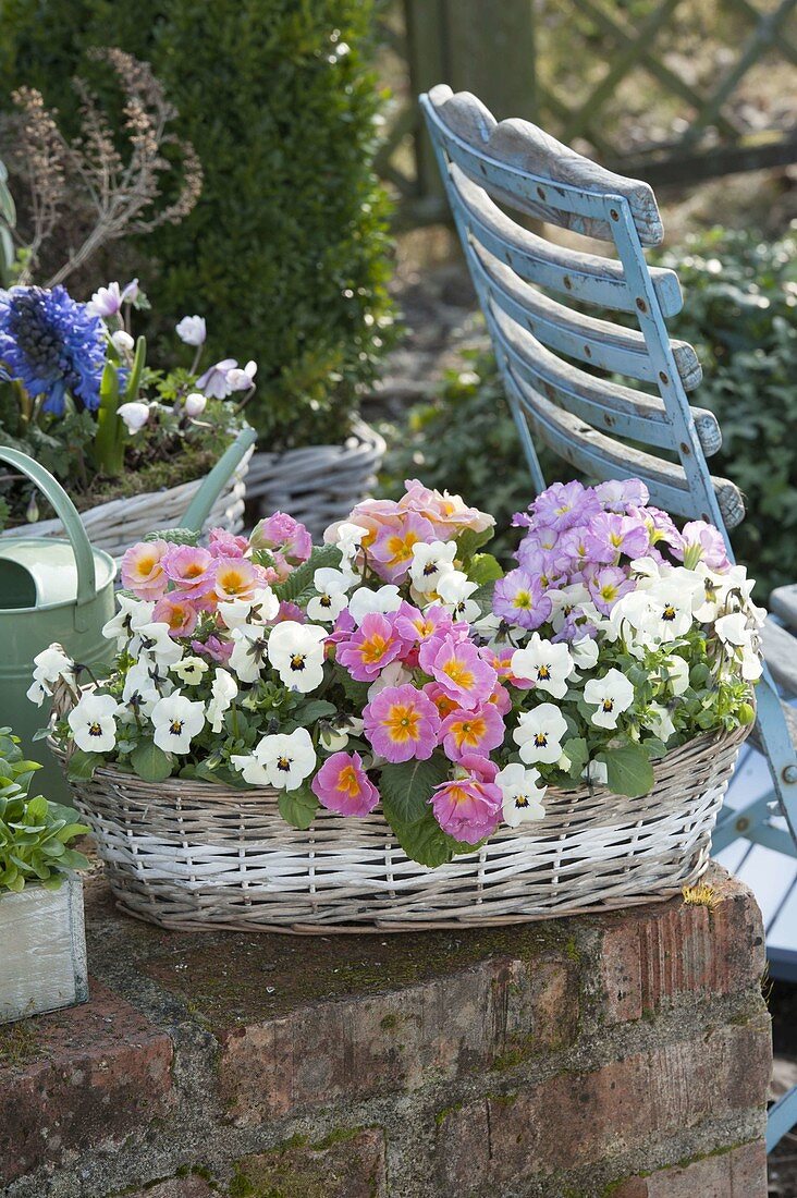 Basket jardiniere with Primula acaulis and Viola cornuta Callisto