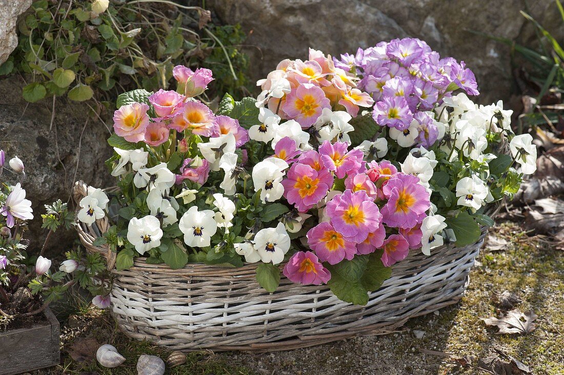 Korb-Jardiniere mit Primula acaulis (primeln) und Viola cornuta Callisto