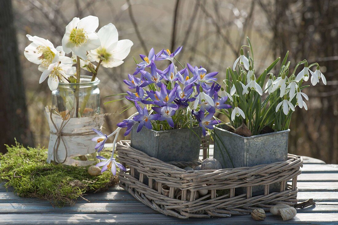 Crocus (Krokusse) und Galanthus nivalis (Schneeglöckchen)