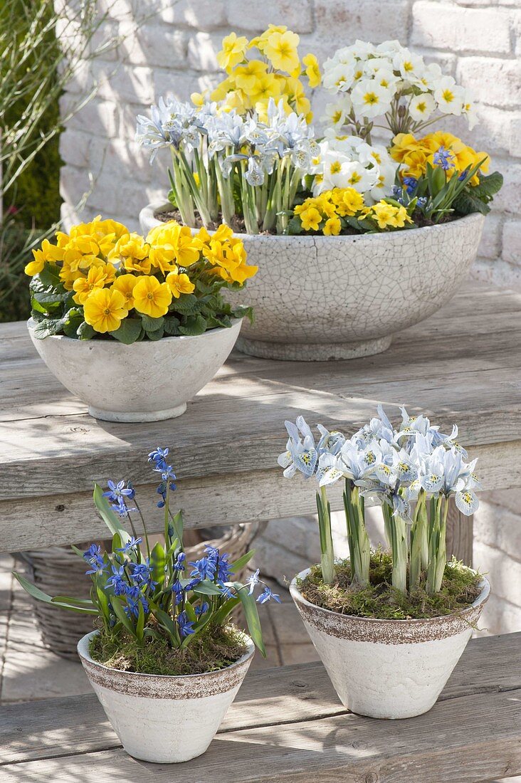 Schalen mit Fruehlingsbluehern : Primula acaulis , elatior (Primeln), Iris