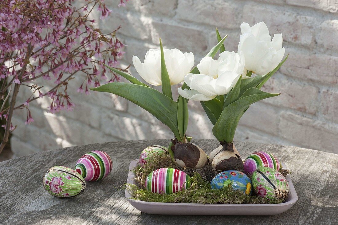 Schale mit Tulipa 'Calgary' (weiße Tulpen), bunten Eiern und Moos