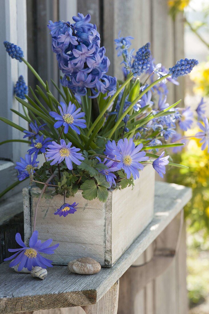 Blau bepflanzter Kasten mit Anemone blanda (Strahlenanemone), Hyacinthus