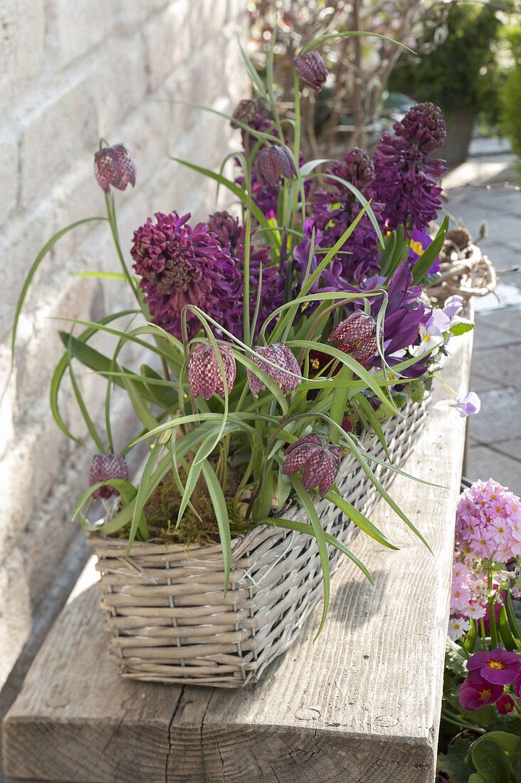 Korbkasten mit Fritillaria meleagris (Schachbrettblumen), Hyacinthus