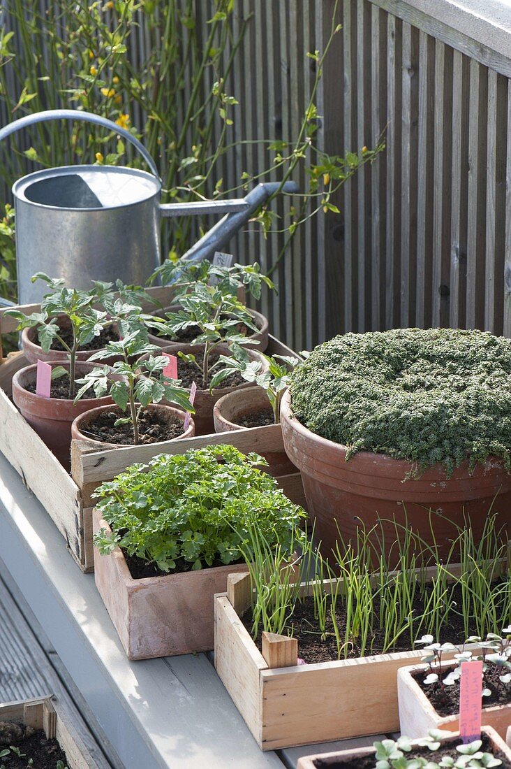 In milder weather vegetables may be used to harden young plants