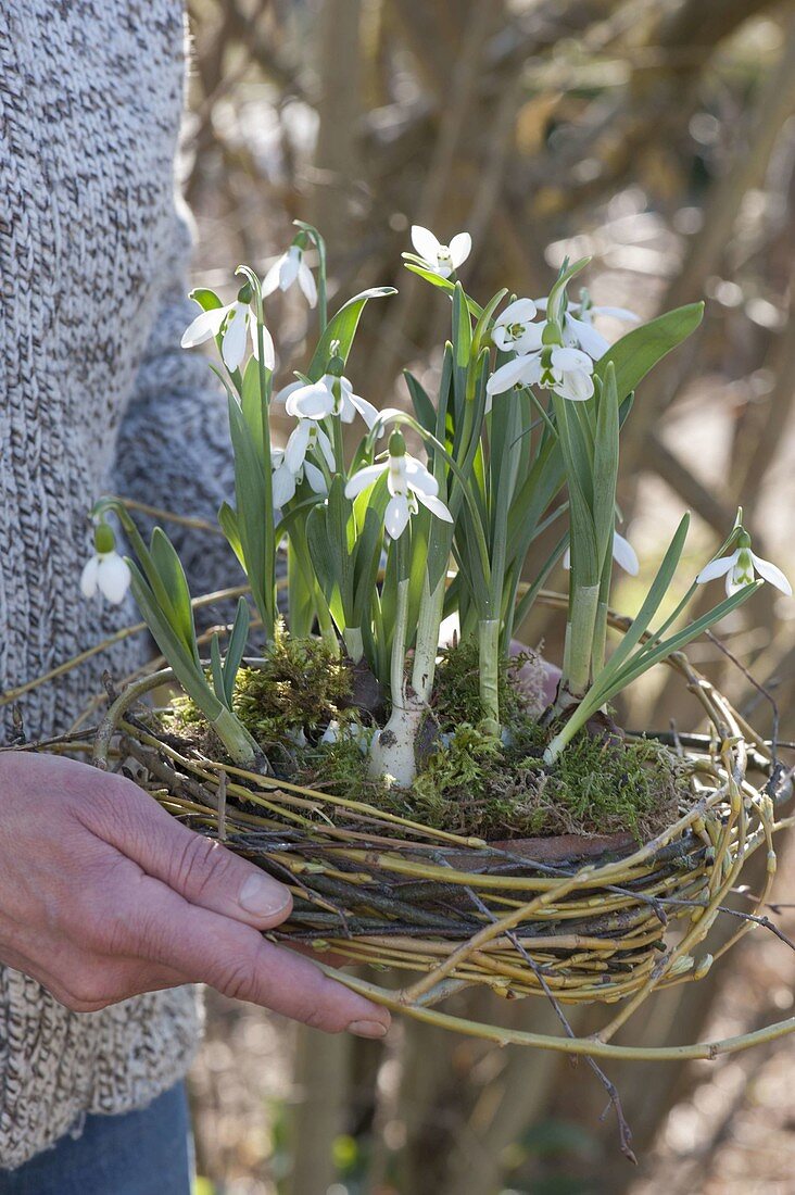 Snowdrops in the wicker nest