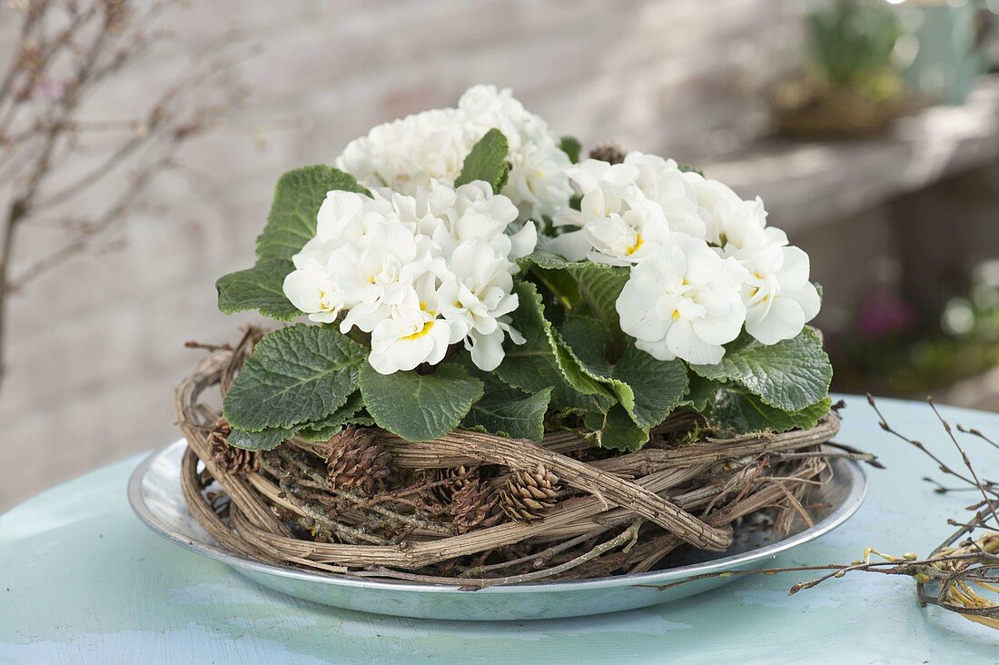 Primula acaulis 'Dawn Ansell' (gefüllte Primeln) in Kranz