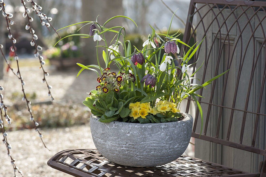 Gray bowl with Primula (primroses), Galanthus nivalis (snowdrop)