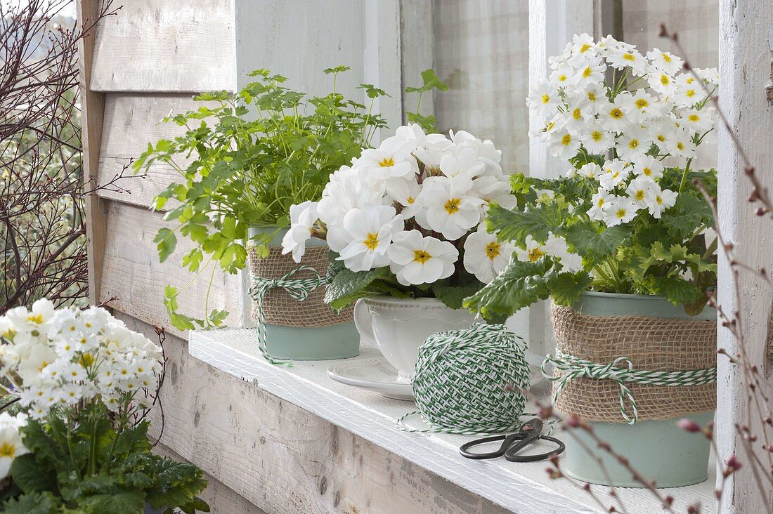 Frühling auf der Fensterbank mit Petersilie (Petroselinum), Primula acaulis