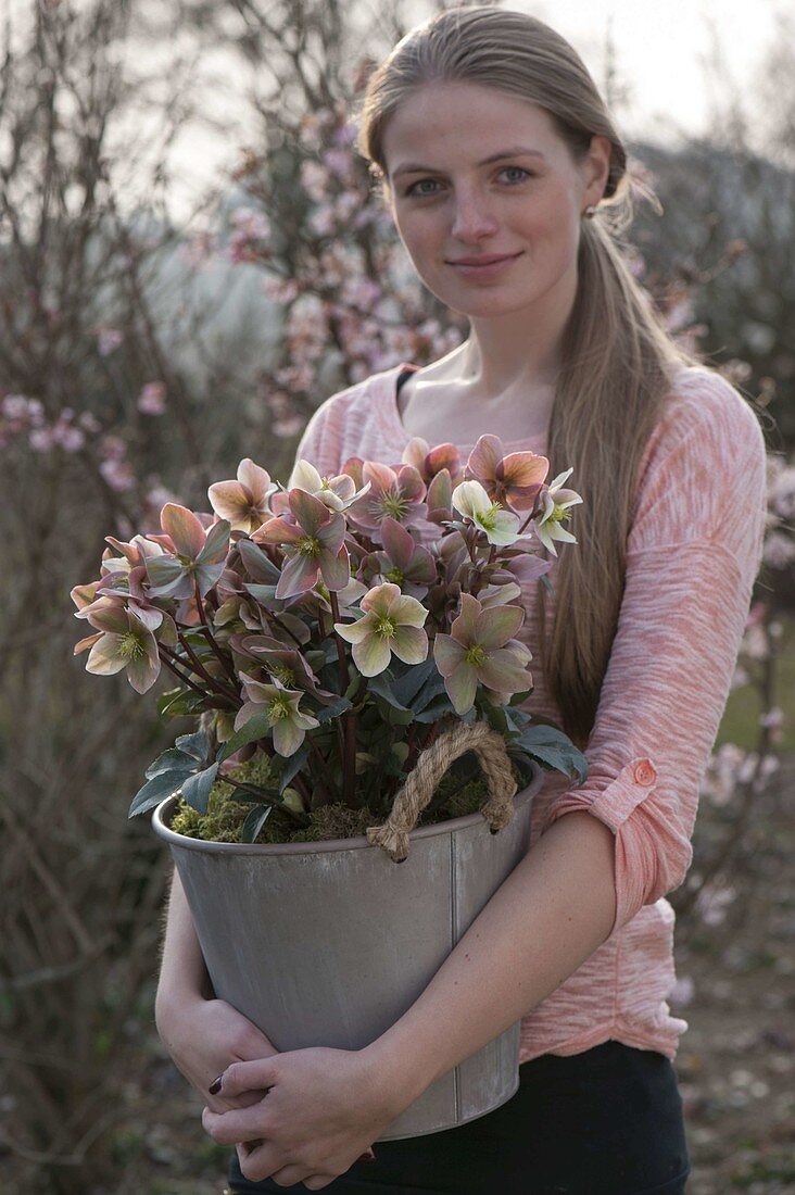 Frau trägt Eimer mit Helleborus x hybrida 'Penny's Pink' (Lenzrosen)