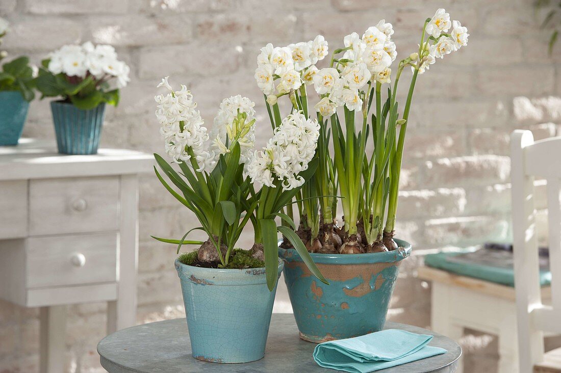 Narcissus 'Bridal Crown' (Narzissen) und Hyacinthus 'White Pearl' (Hyacinthe