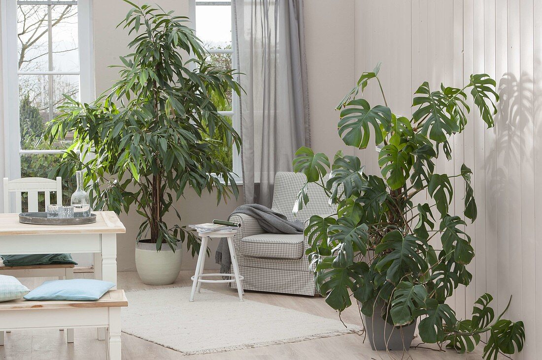 Ficus binnendijkii 'Amstel King' (Zimmerfeige , Gummibaum), Monstera