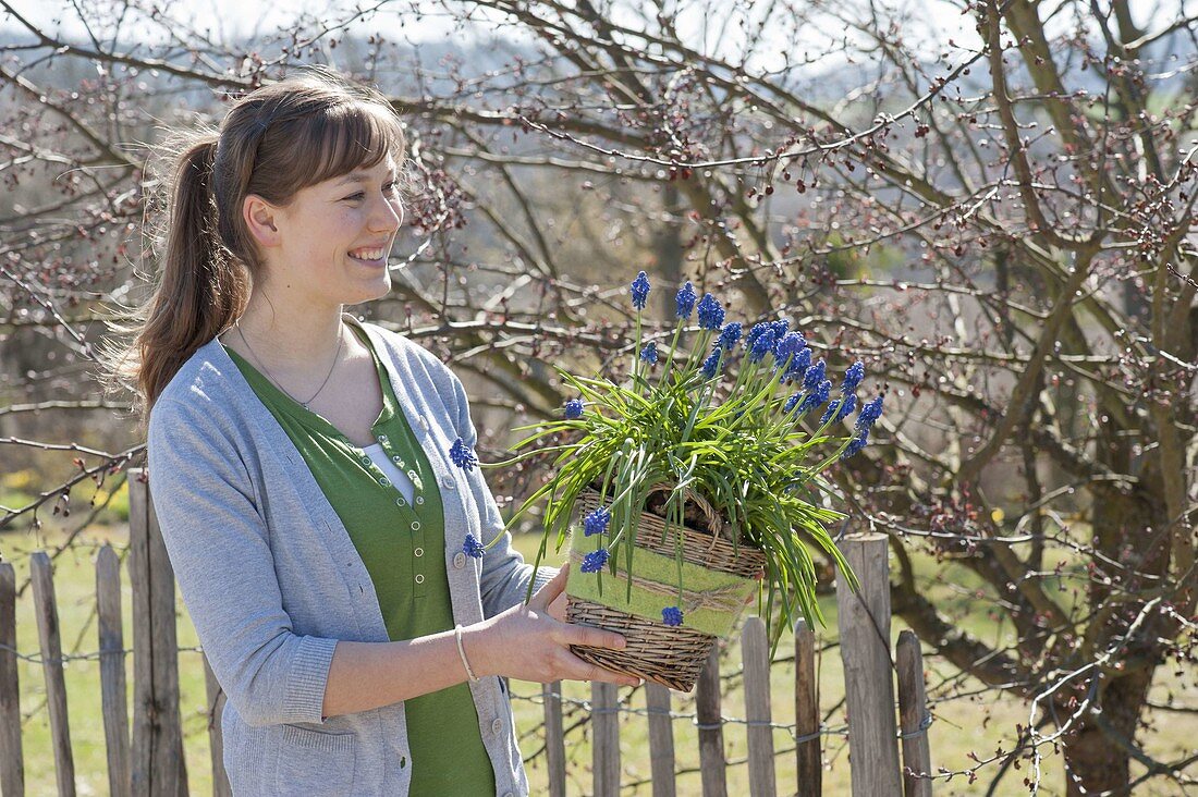 Woman with muscari siberica (grape hyacinth) in the basket