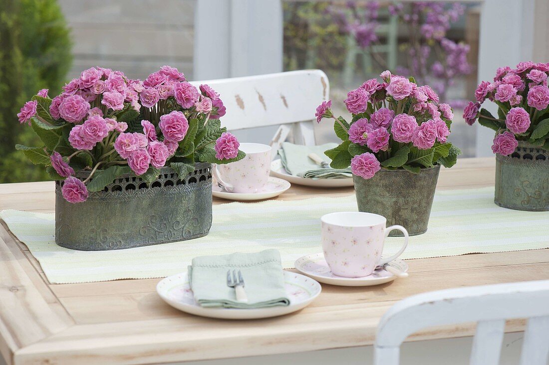 Primula 'Romance' in metal containers as a table decoration