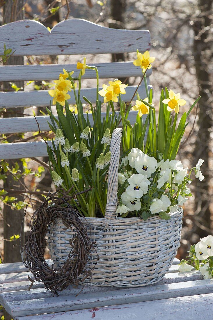 White handle basket planted with Viola cornuta, Muscari 'Alba'