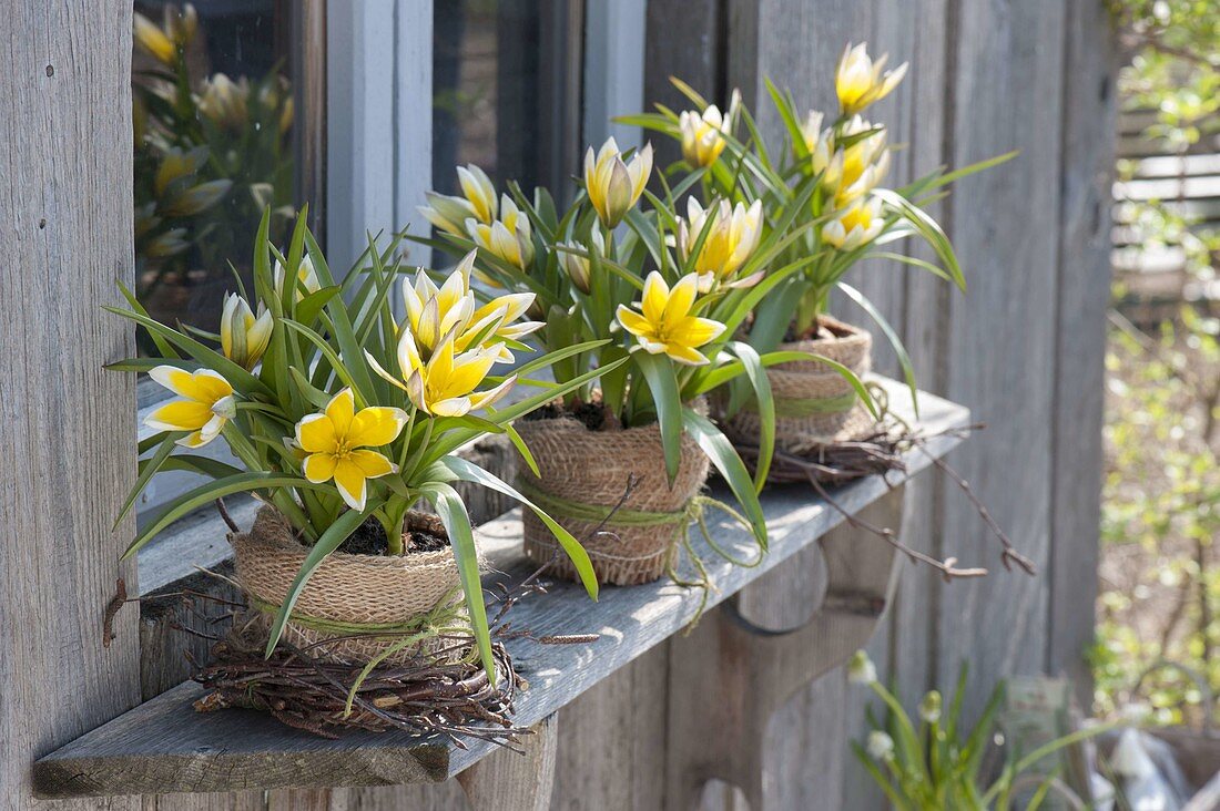 Tulipa tarda syn. T. dasystemon in clay pots with burlap