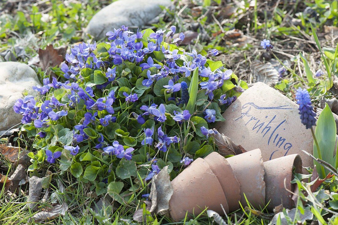 Viola odorata (Duft-Veilchen) im Garten, Tontoepfe als Deko daneben