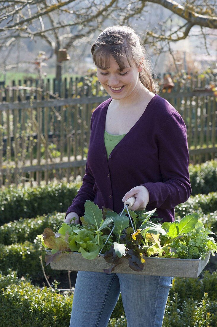 Beet im Biogarten mit Salat, Kohlrabi, Hornveilchen und Petersilie bepflanzen
