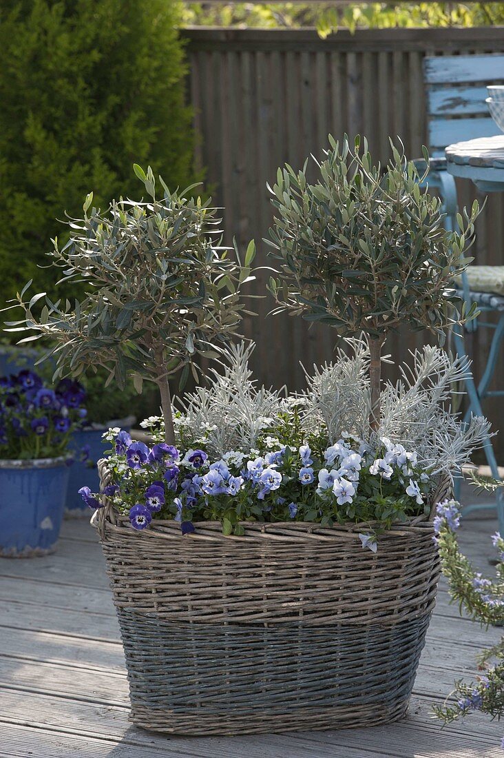 High wicker basket planted with Olea europaea, Viola