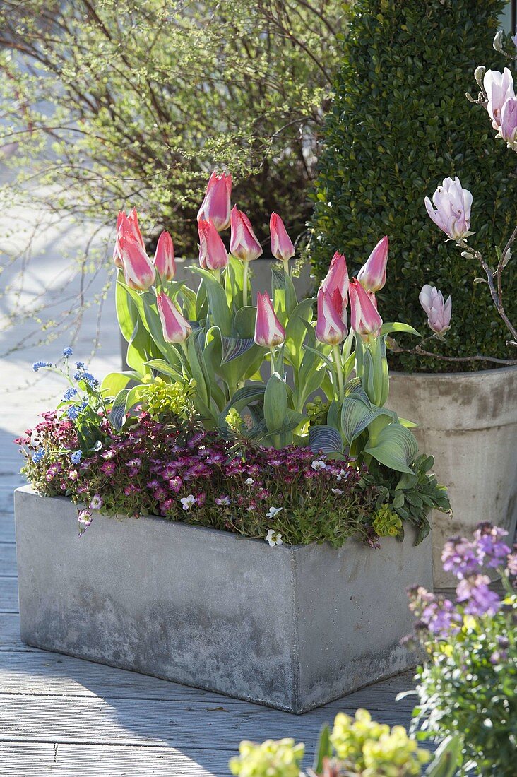 Grauer Kasten mit Saxifraga arendsii (Moossteinbrech) und Tulipa 'Plaisir'