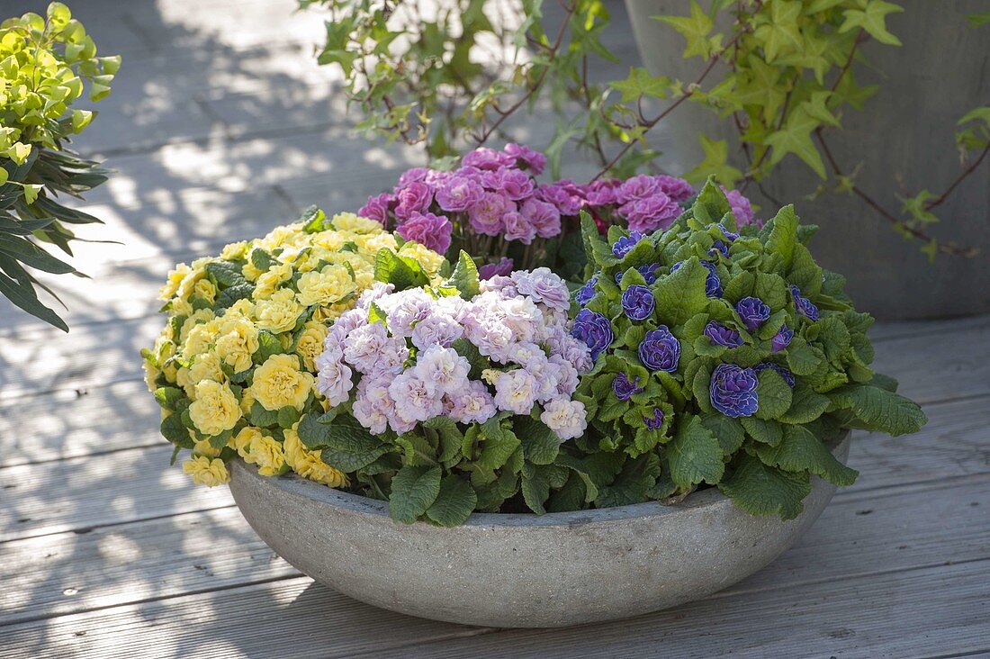 Gray Bowl with Primula 'Romance', Belarina 'Buttercup Yellow' 'Amethyst Ice'