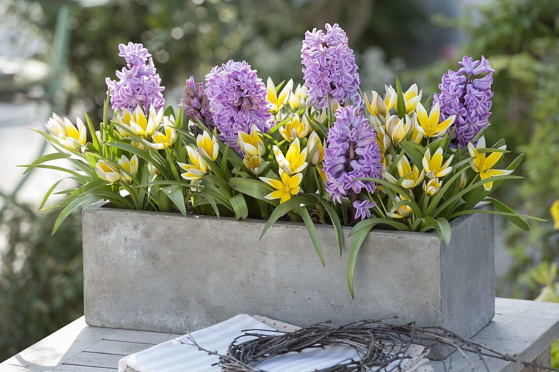 Tulipa tarda syn. T. dasystemon (Sterntulpen) und Hyacinthus