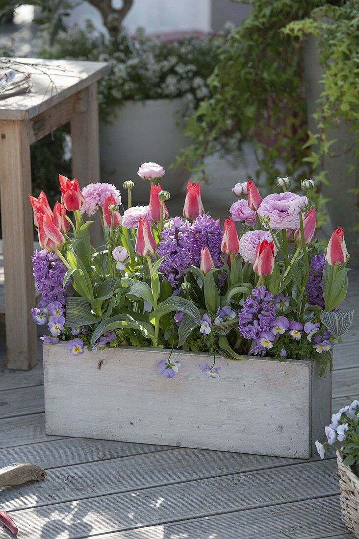 Holzkasten mit Tulipa 'Plaisir' (Tulpen), Hyacinthus 'Splendid Cornelia'
