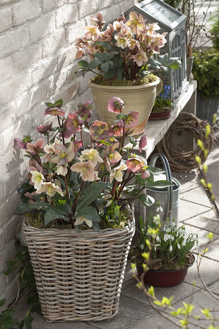 Helleborus x hybrida 'Penny's Pink' (Lenzrosen), Galanthus nivalis