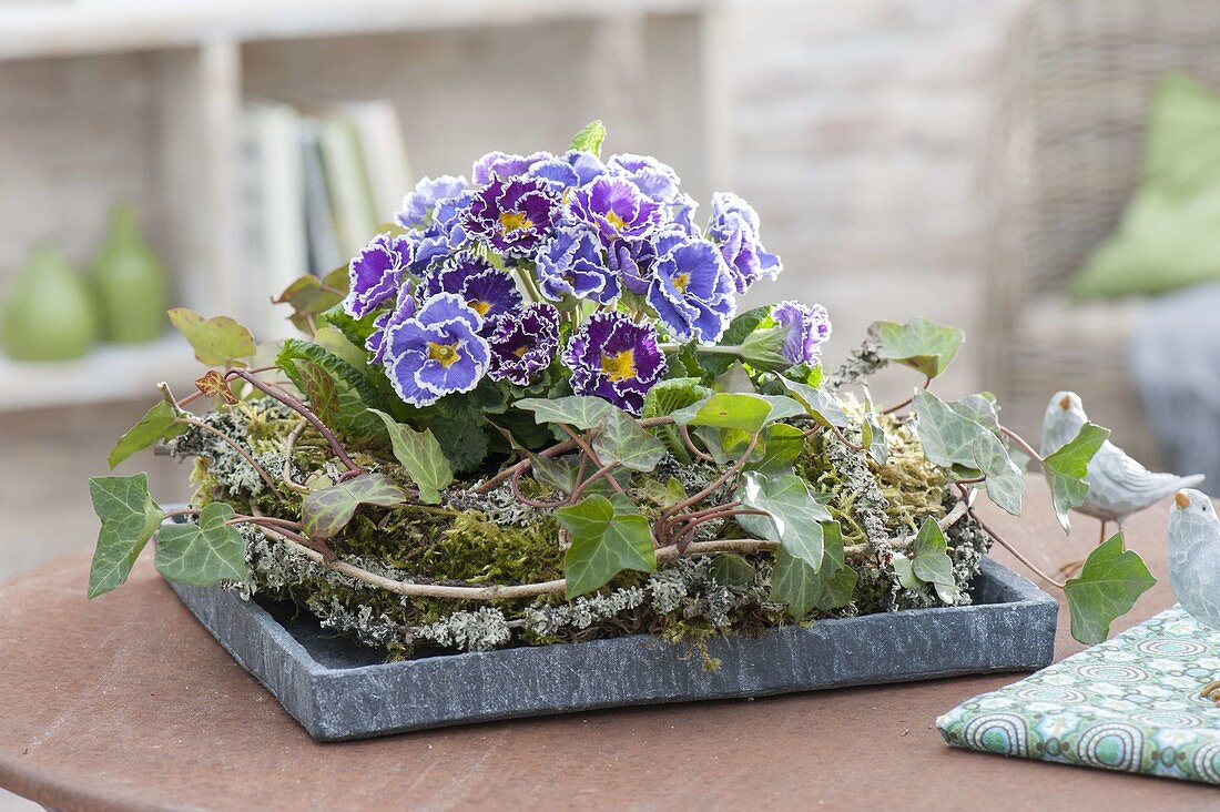 Primula Siroccoco 'Blue' 'Purple' (Gerueschte Primeln) in Kranz aus Hedera