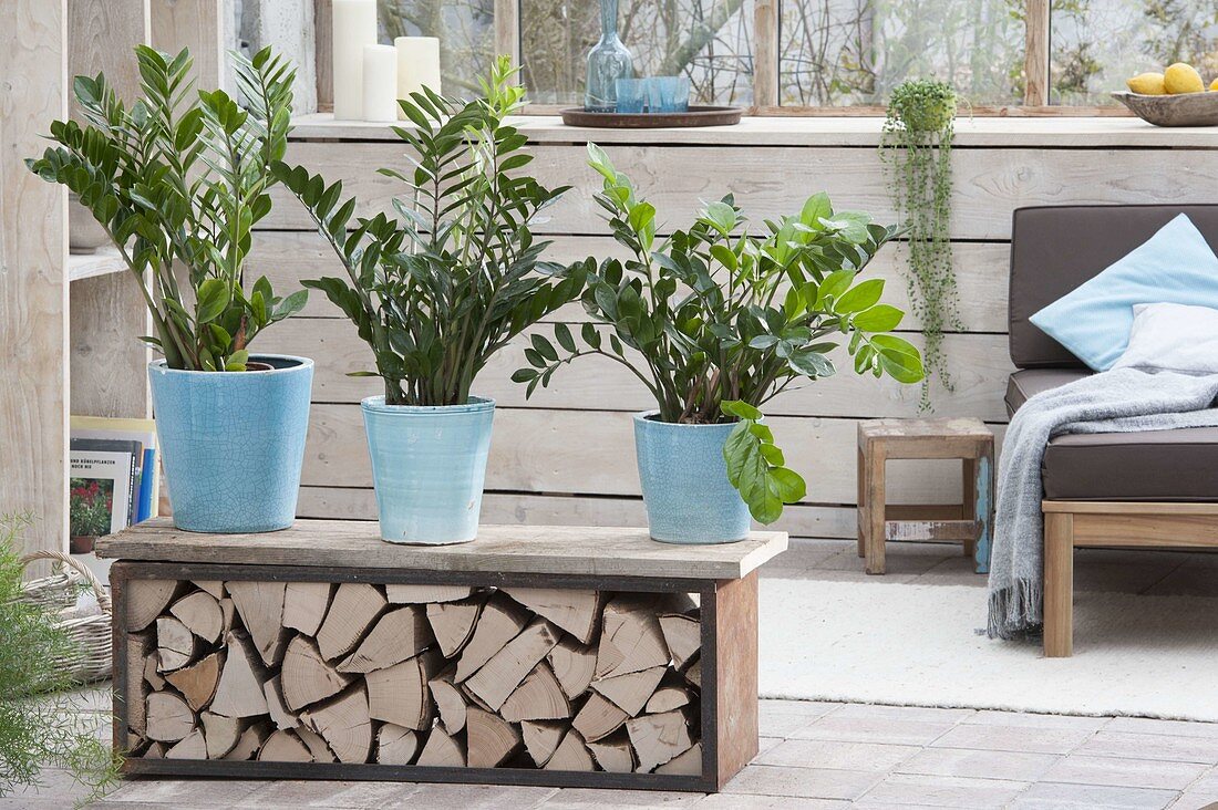 Zamioculcas zamiifolia as a room divider on bench with firewood