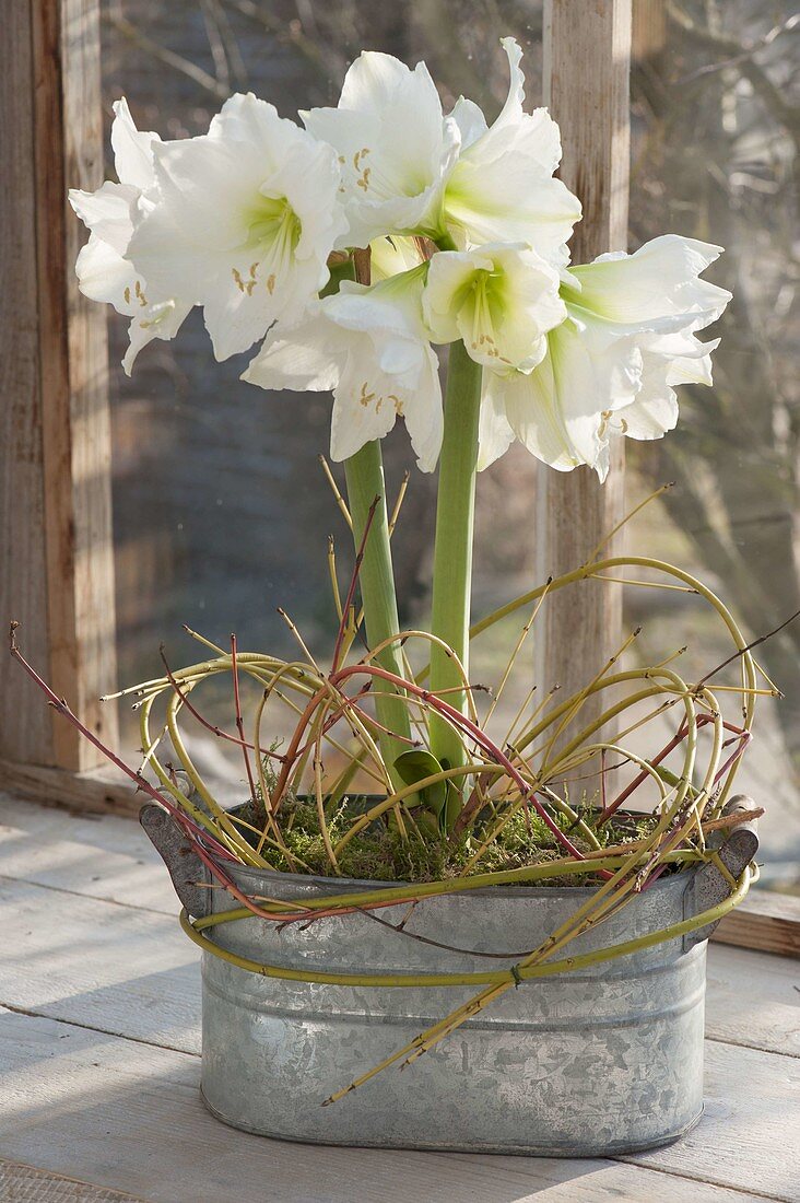 Hippeastrum 'Mont Blanc' in zinc jardiniere, decorated with twigs