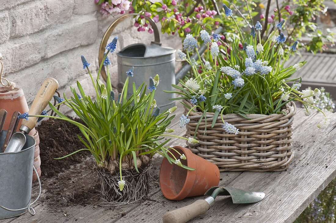 Pflanz - Stil : Muscari aucheri 'Magic Blue' 'Magic White'