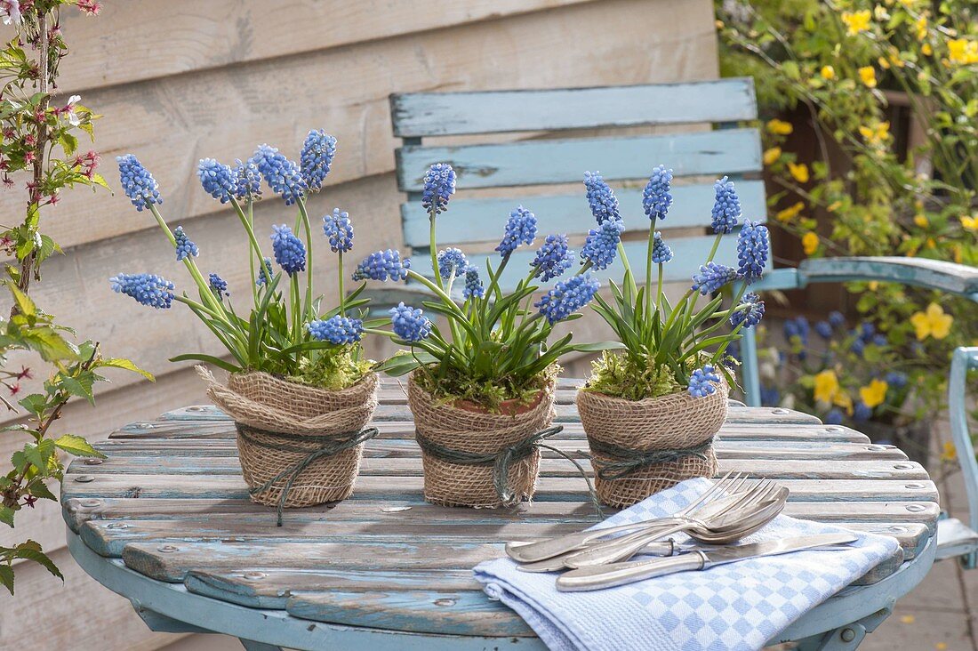 Muscari aucheri 'Blue Magic' (grape hyacinth) in clay pots