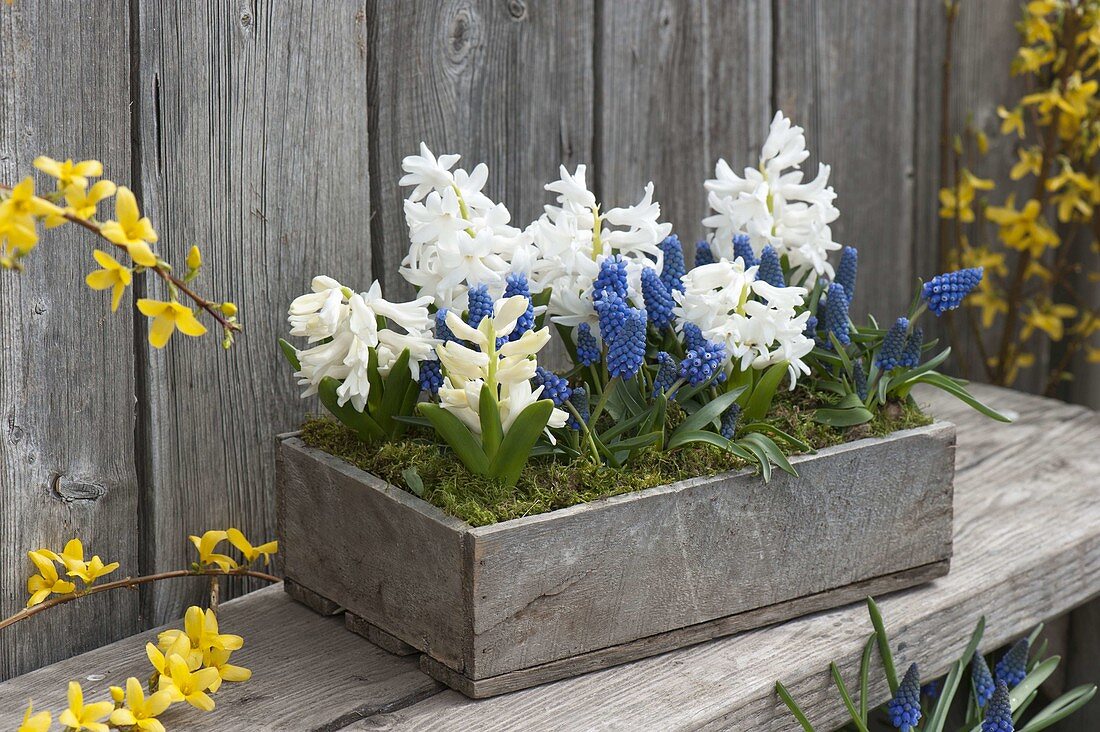 Muscari alsoeri 'Blue Magic' and Hyacinthus multiflora