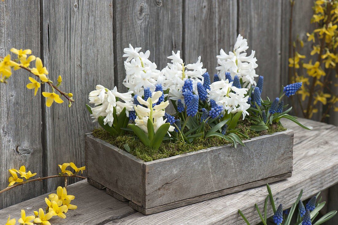 Muscari aucheri 'Blue Magic' (Traubenhyazinthen) und Hyacinthus multiflora