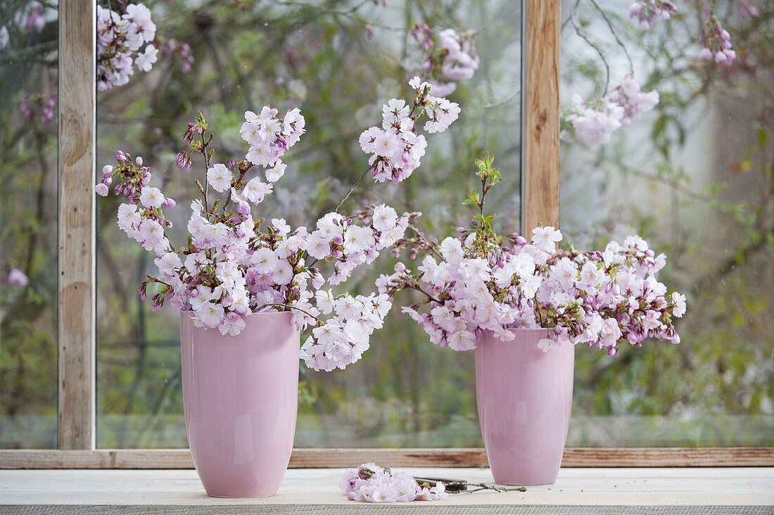 Bouquets of Prunus sargentii 'Accolade'