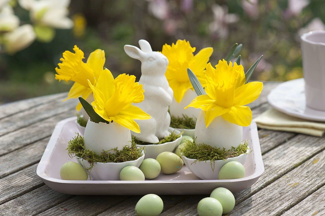 Narcissus flowers in eggs as vase, bowl with moss