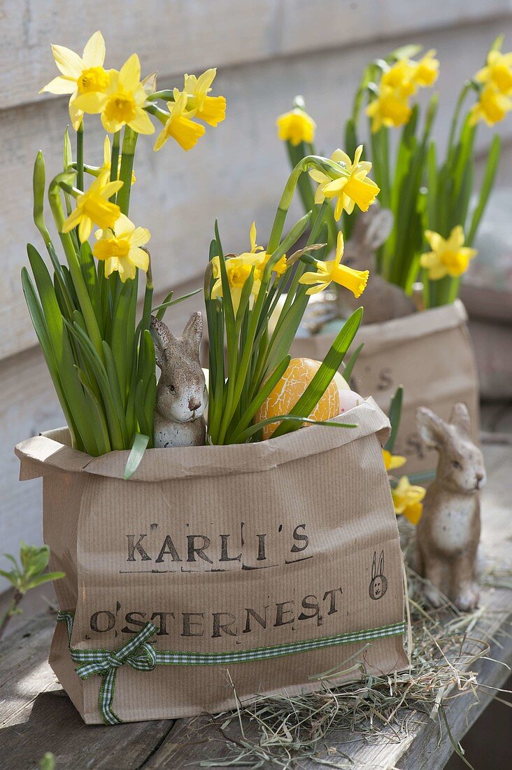 Papiertueten mit Narcissus 'Tete a Tete' (Narzissen) als Osternester