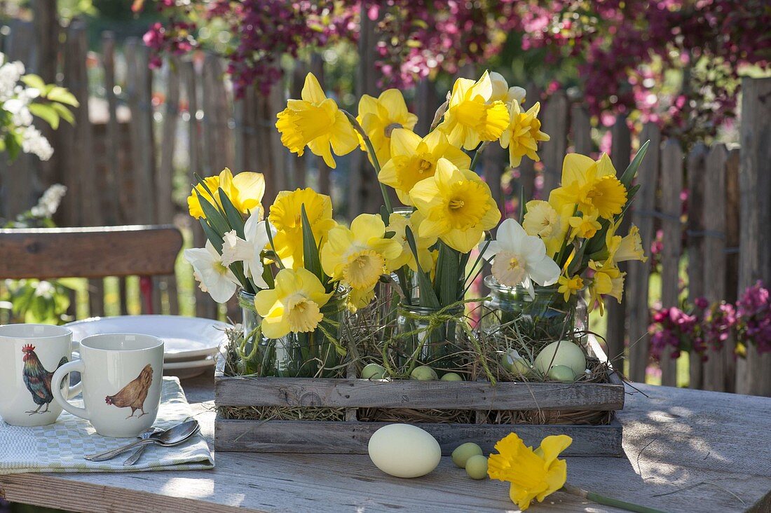 Cottage Easter decoration with narcissus (narcissus) in preserving jars