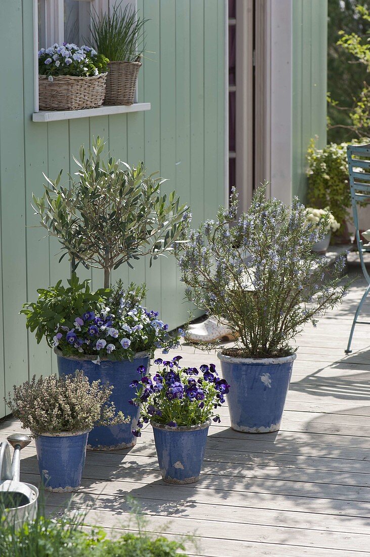 Terrasse mit essbaren Blüten und Kräutern : Olea europaea