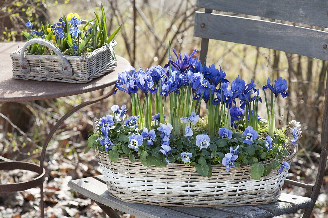 Blue planted spring baskets Viola cornuta Rocky 'Light Marina'