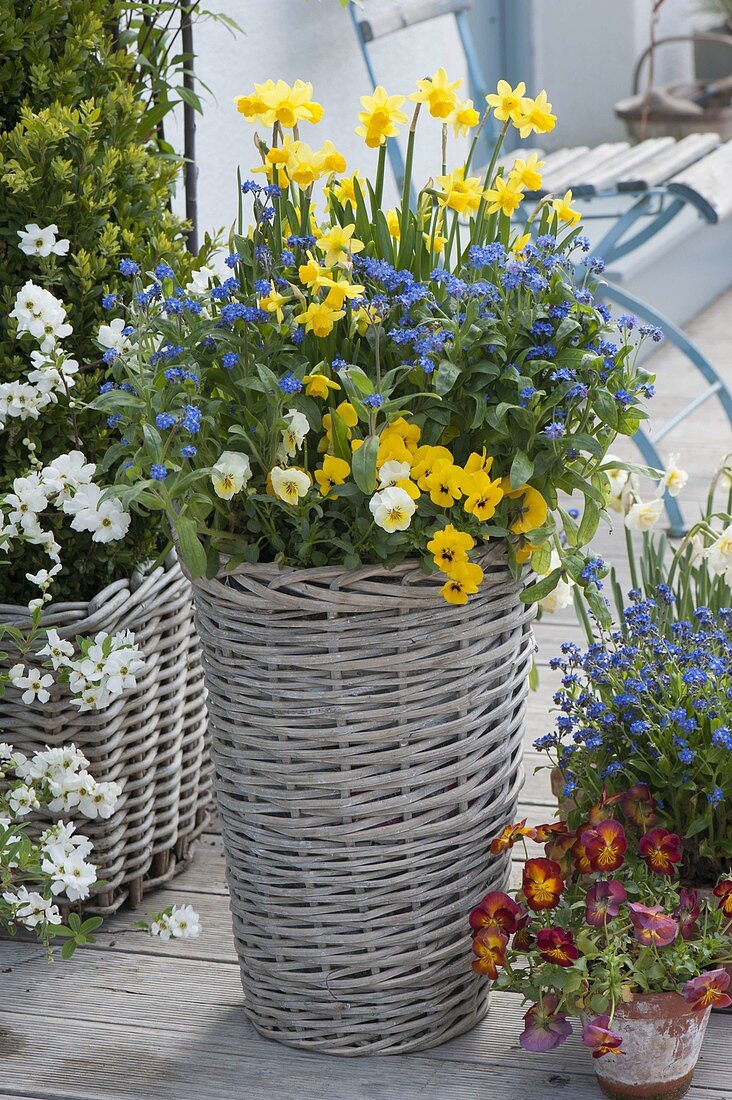 High wicker basket planted with blue-yellow Narcissus 'Tete a Tete'