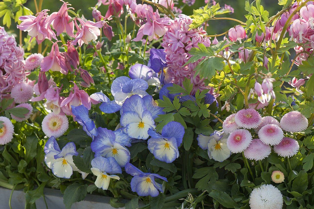 Grauer Holzkasten rosa und blau bepflanzt : Dicentra spectabilis