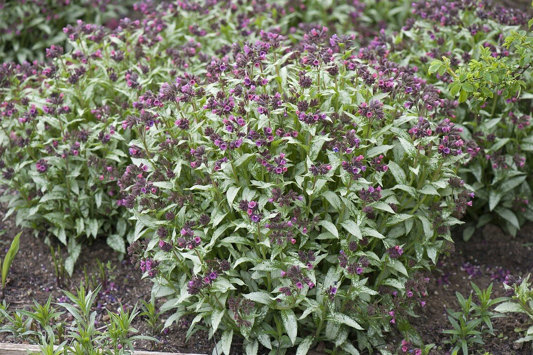 Pulmonaria 'Silver Bouquet' (Lungenkraut) mit silbrigen Blättern