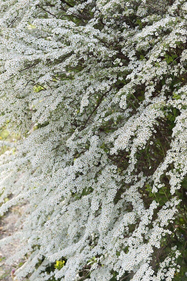 Spiraea x arguta (Brautspiere, Schneespiere)