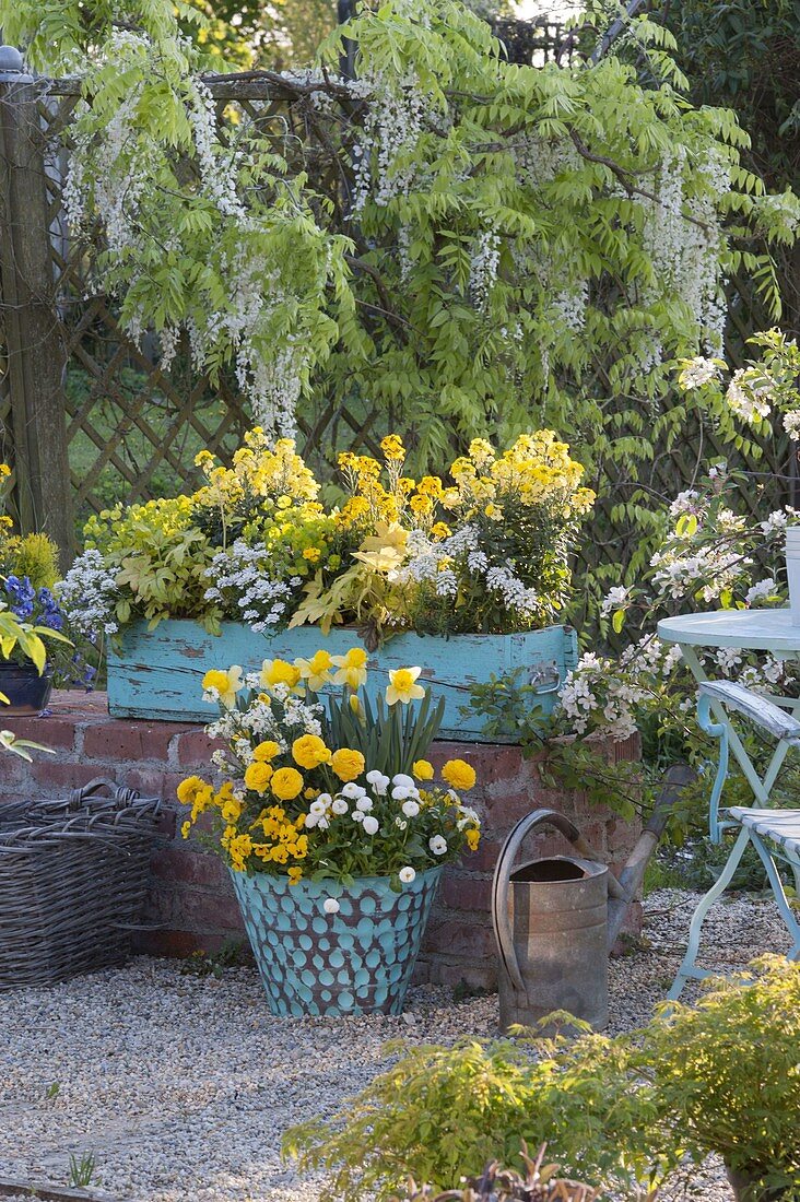 White-yellow spring in turquoise pot and box