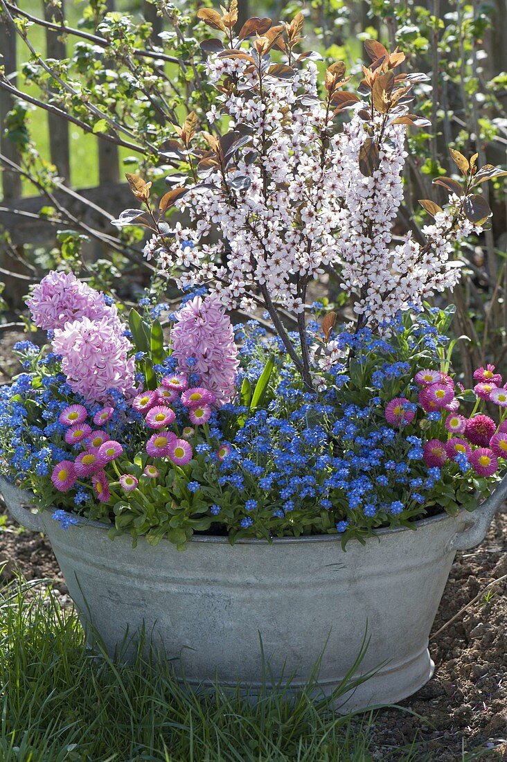 Old zinc tub planted with spring bloomers