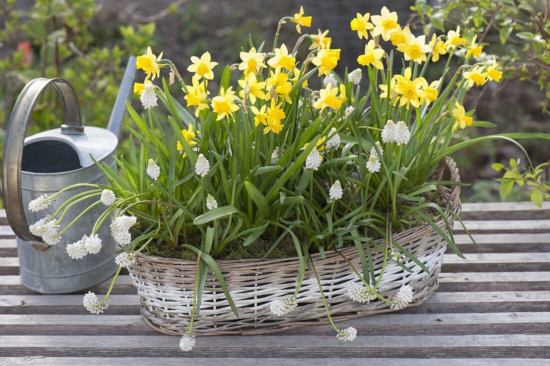 Basket of Narcissus 'Tete A Tete' and Muscari botryoides 'Alba'