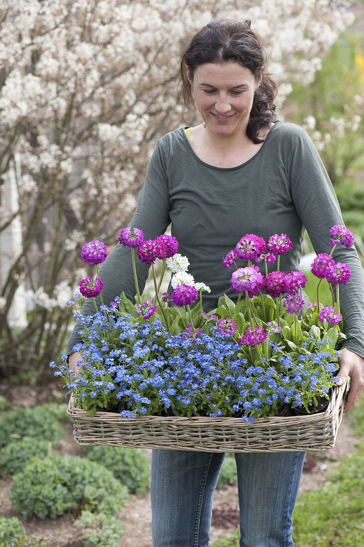 Frau bringt Primula denticulata (Kugelprimeln) und Myosotis 'Myomark'