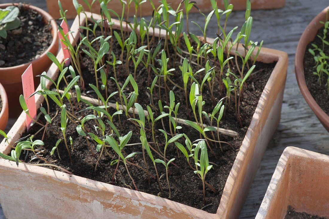 Cosmos 'Picotee' seedlings in terracotta box