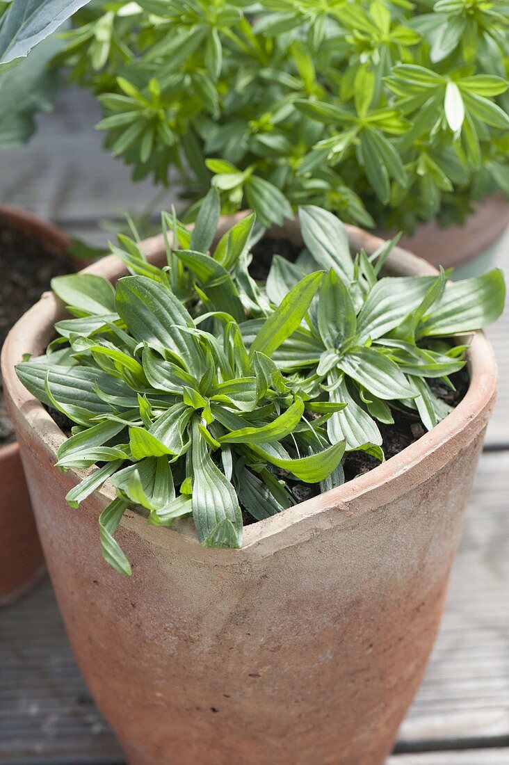 Spitzwegerich (Plantago lanceolata) in Terracotta-Kübel